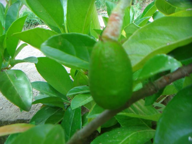 Name:  Avakado 2.jpg
Views: 1840
Size:  37.9 KB