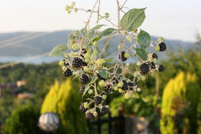 Name:  Brtlen 2.jpg
Views: 958
Size:  39.8 KB