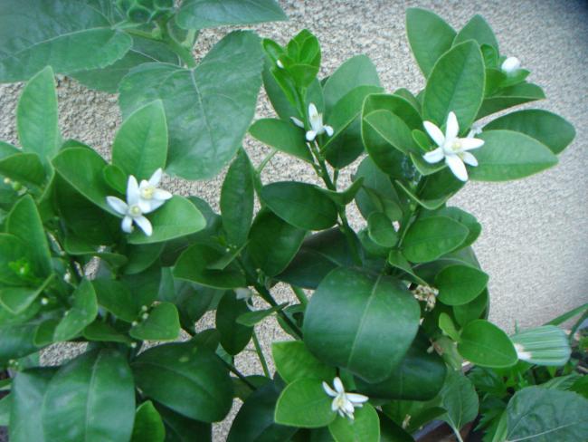 Name:  Kumkuat 2.jpg
Views: 976
Size:  51.6 KB