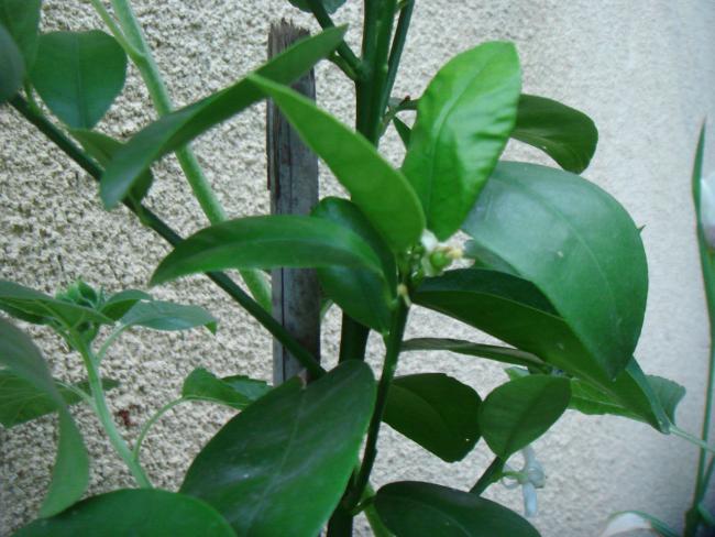 Name:  Kumkuat 3.jpg
Views: 989
Size:  51.3 KB