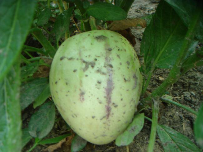 Name:  Pepino 3.jpg
Views: 1014
Size:  39.5 KB
