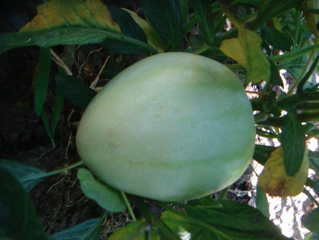 Name:  Pepino 2.jpg
Views: 897
Size:  36.6 KB