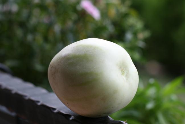 Name:  Pepino 5.jpg
Views: 902
Size:  20.0 KB