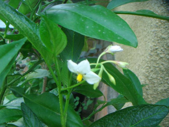 Name:  Pepino 1.jpg
Views: 889
Size:  45.7 KB