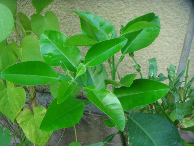 Name:  Pomelo 1.jpg
Views: 894
Size:  44.8 KB