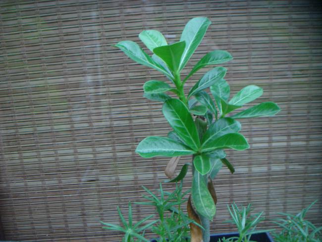 Name:  Adenium 1.jpg
Views: 892
Size:  54.5 KB