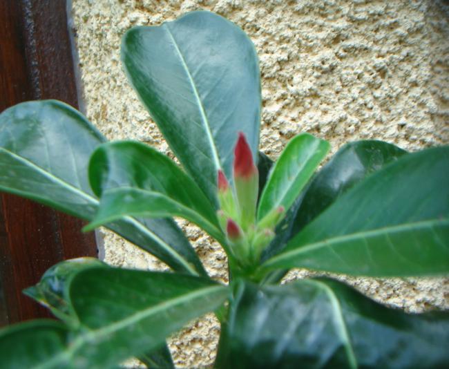 Name:  Adenium 5.jpg
Views: 837
Size:  53.8 KB