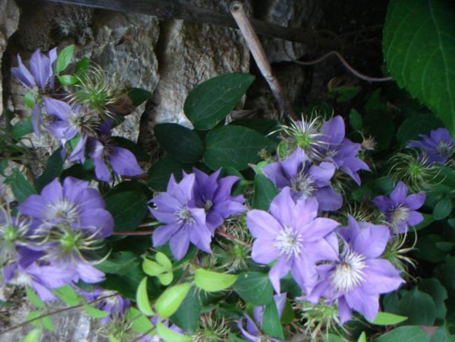 Name:  Clematis 4.jpg
Views: 821
Size:  53.3 KB