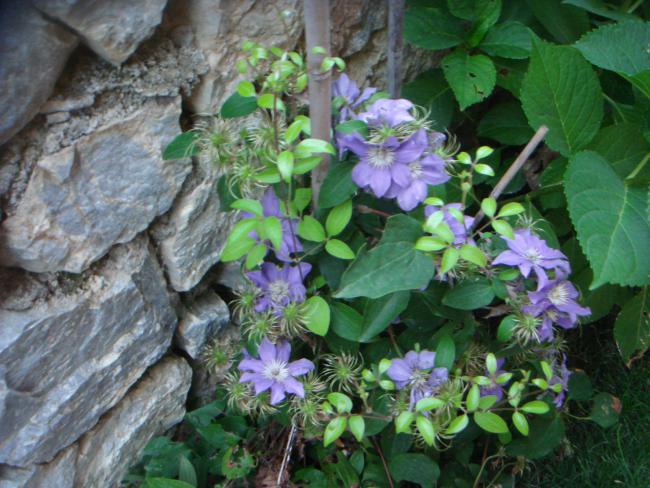 Name:  Clematis 5.jpg
Views: 828
Size:  61.2 KB