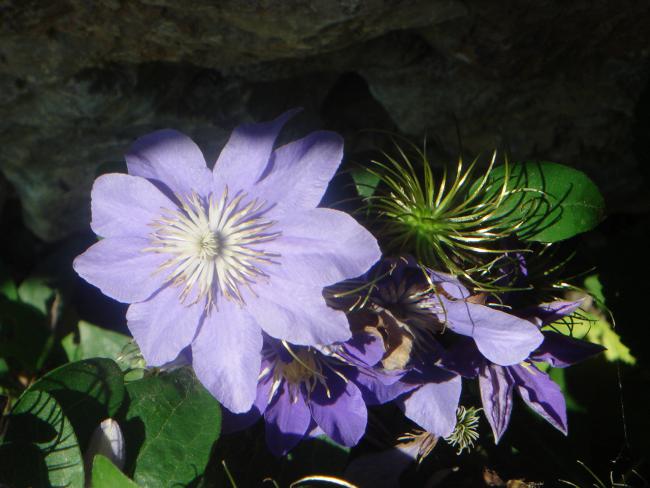 Name:  Clematis 2.jpg
Views: 822
Size:  44.3 KB
