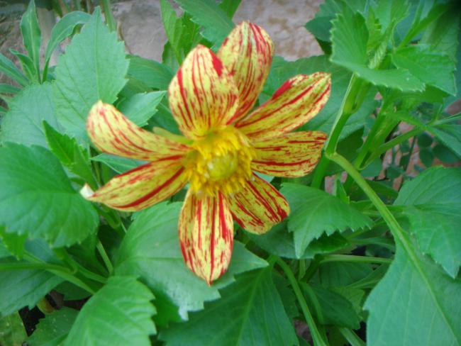 Name:  Dahlia Variabilis Firework 3.jpg
Views: 867
Size:  48.5 KB