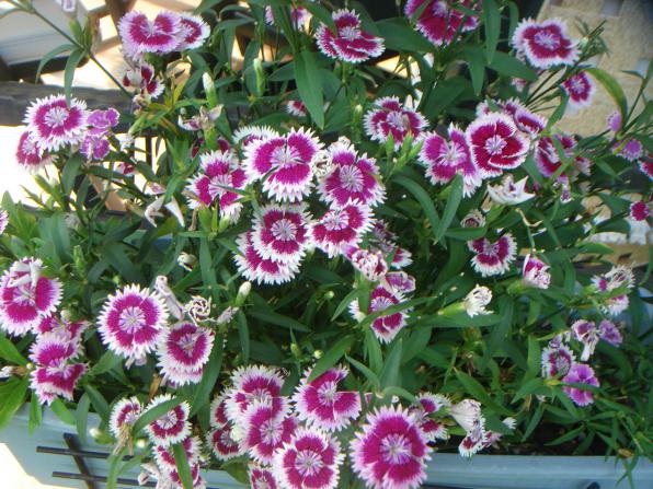 Name:  Dianthus 1.jpg
Views: 822
Size:  72.5 KB