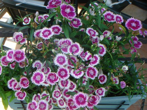 Name:  Dianthus 3.jpg
Views: 857
Size:  71.8 KB
