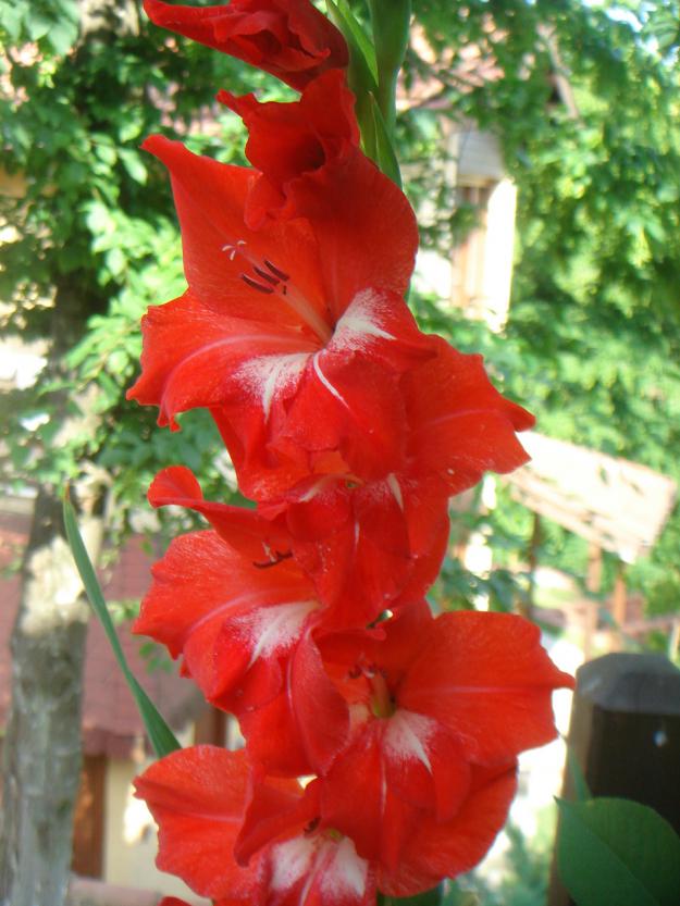 Name:  Glayl (gladiolus) 2.jpg
Views: 1035
Size:  71.6 KB