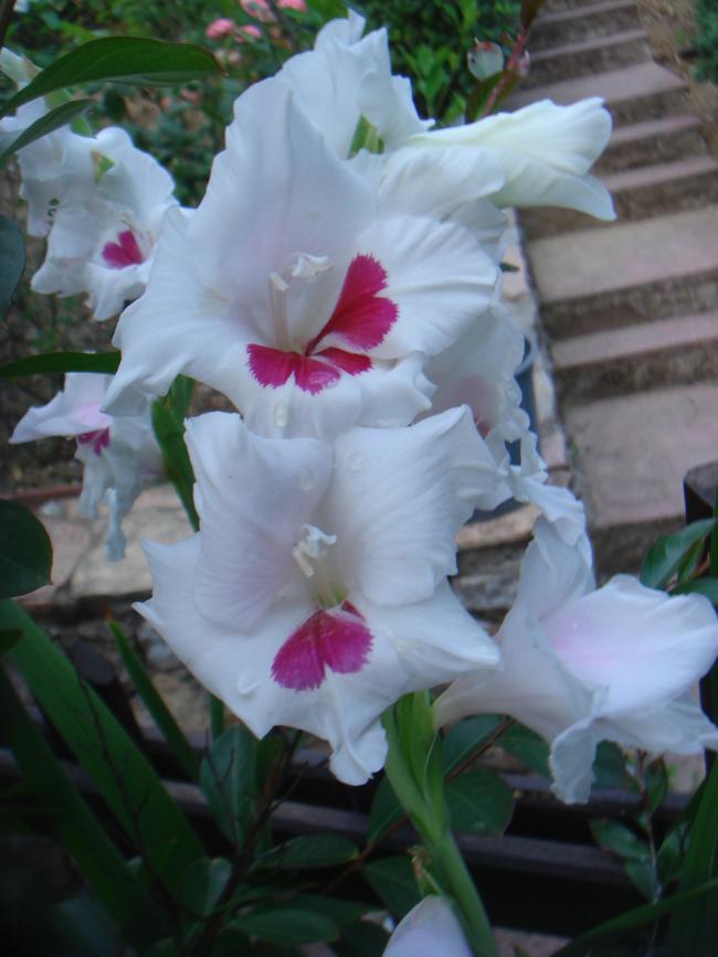 Name:  Glayl (gladiolus) 3.jpg
Views: 972
Size:  54.3 KB
