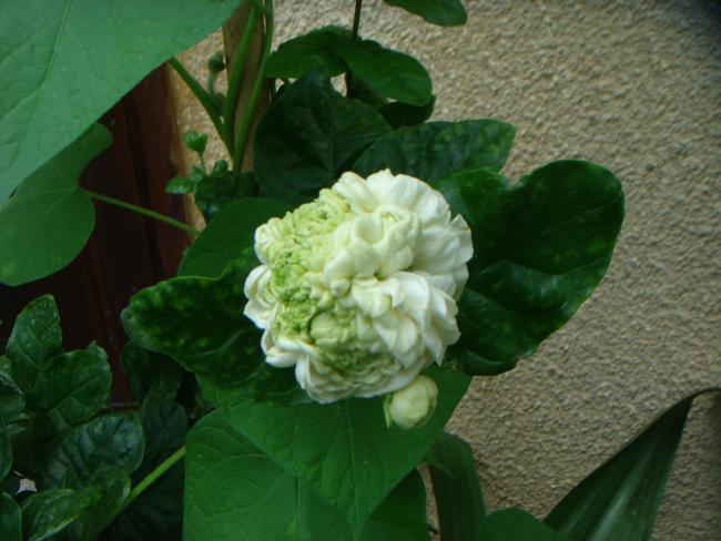 Name:  Full Jasminum Sambac, Garnd Duke  1.jpg
Views: 1497
Size:  43.2 KB