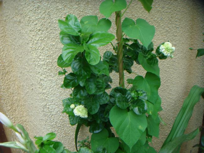 Name:  Full Jasminum Sambac, Garnd Duke 2.jpg
Views: 2091
Size:  59.2 KB