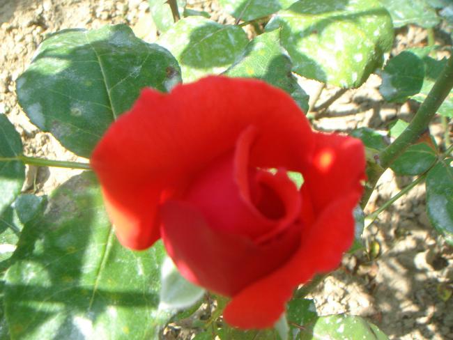 Name:  Gl 2.jpg
Views: 880
Size:  47.9 KB