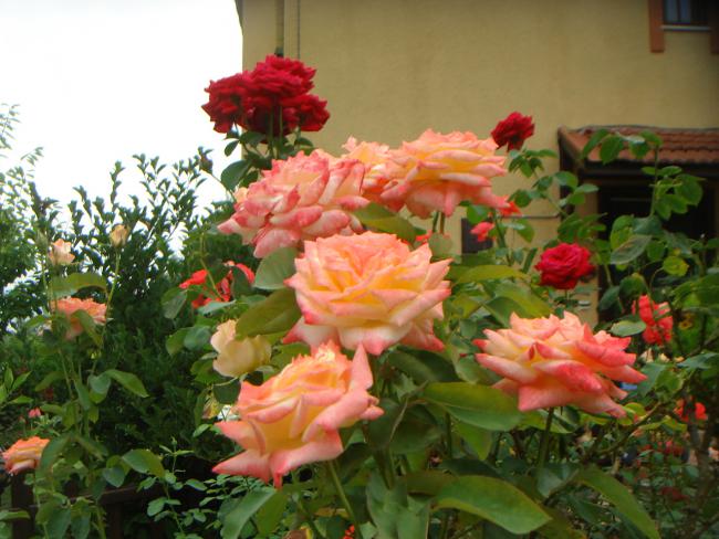Name:  Gl 27.jpg
Views: 807
Size:  53.7 KB