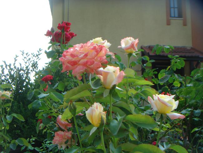 Name:  Gl 19.jpg
Views: 848
Size:  49.9 KB