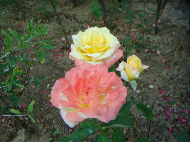 Name:  Gl 12.jpg
Views: 815
Size:  52.3 KB