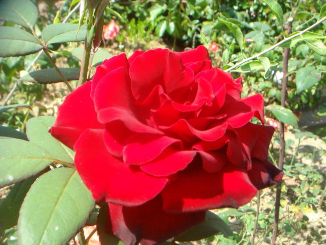 Name:  Gl 7.jpg
Views: 834
Size:  56.5 KB