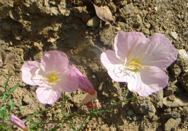 Name:  Oenothera speciosa 1.jpg
Views: 966
Size:  67.1 KB