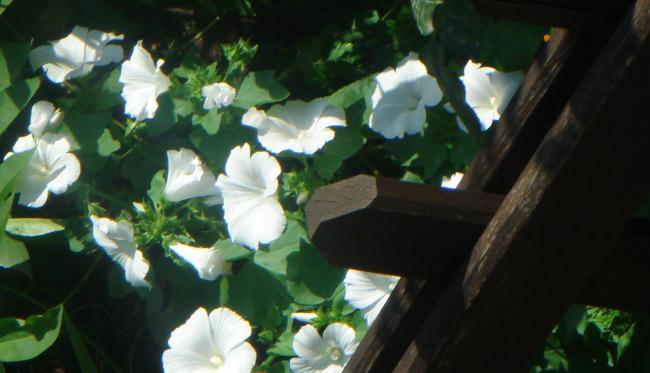 Name:  Lavatera Trimestris Nana 4.jpg
Views: 906
Size:  33.0 KB