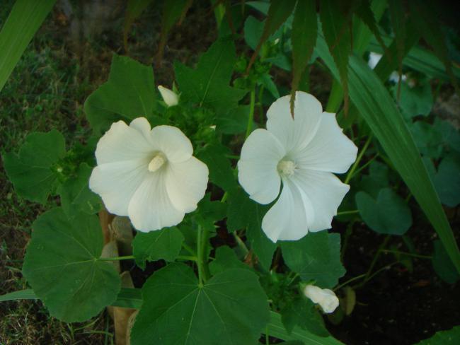 Name:  Lavatera Trimestris Nana 1.jpg
Views: 962
Size:  35.9 KB
