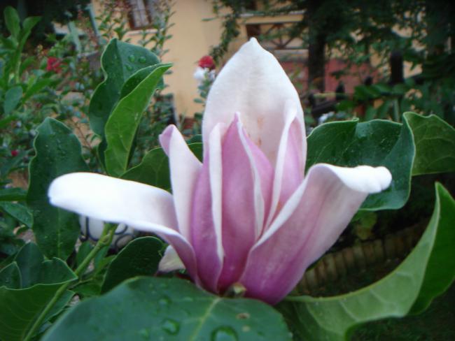 Name:  Manolya 1.jpg
Views: 1207
Size:  39.8 KB