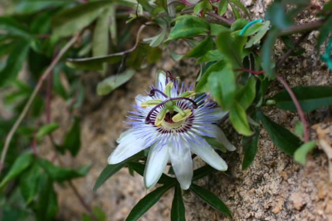 Name:  Passiflora 3.jpg
Views: 933
Size:  45.3 KB