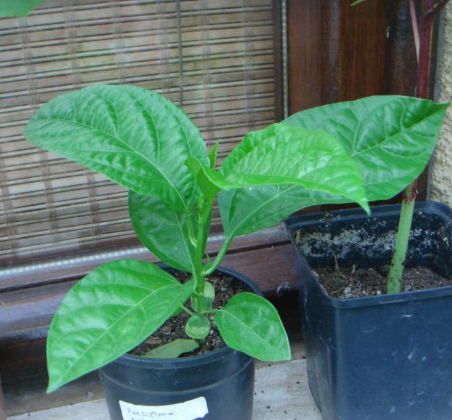 Name:  Passiflora 1.jpg
Views: 946
Size:  59.4 KB