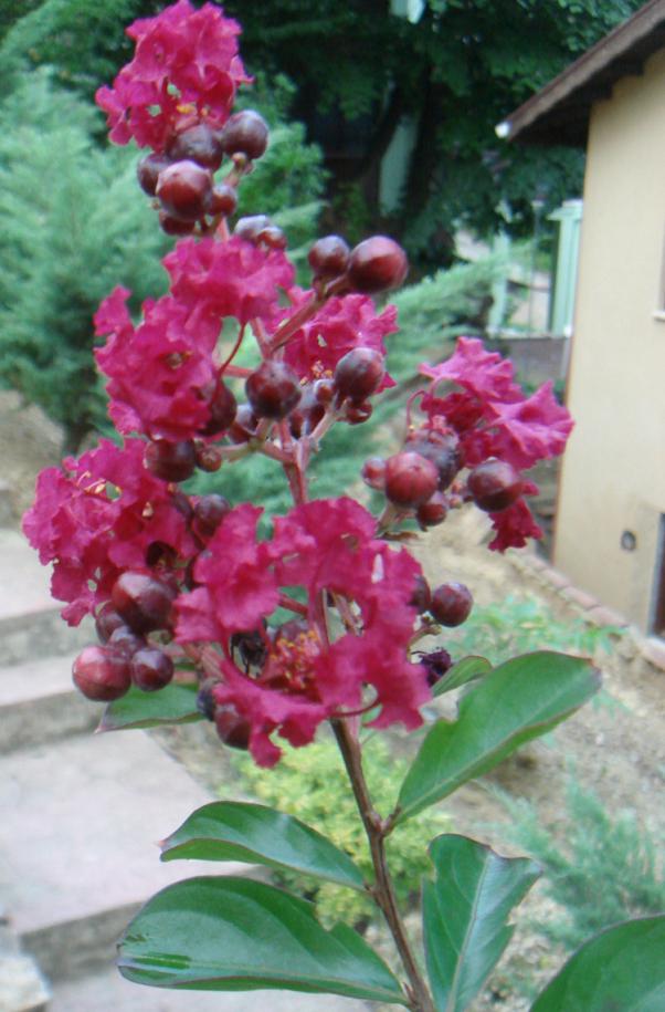 Name:  Oya 1.jpg
Views: 1309
Size:  72.8 KB