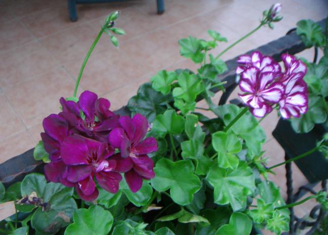 Name:  Sardunya 1.jpg
Views: 874
Size:  45.0 KB