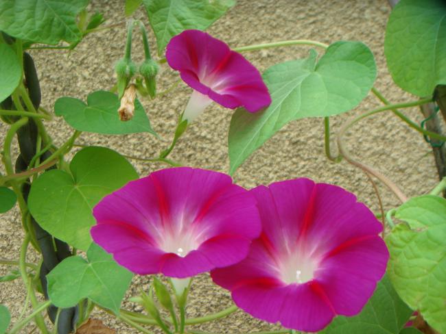 Name:  Sabah Sefas 18.jpg
Views: 1012
Size:  50.4 KB