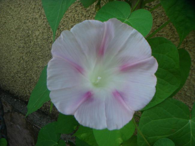 Name:  Sabah Sefas  11.jpg
Views: 920
Size:  32.9 KB
