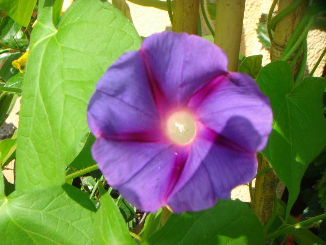 Name:  Sabah Sefas 15.jpg
Views: 933
Size:  41.4 KB