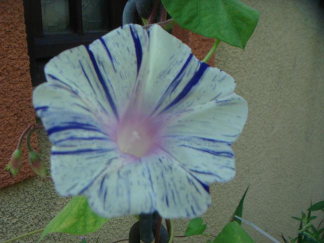 Name:  Sabah Sefas 13.jpg
Views: 866
Size:  37.6 KB