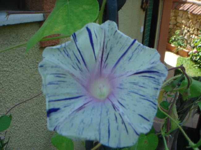 Name:  Sabah Sefas 6.jpg
Views: 884
Size:  42.5 KB