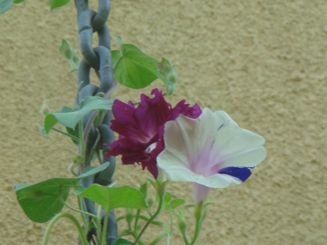 Name:  Sabah Sefas 10.jpg
Views: 931
Size:  35.3 KB