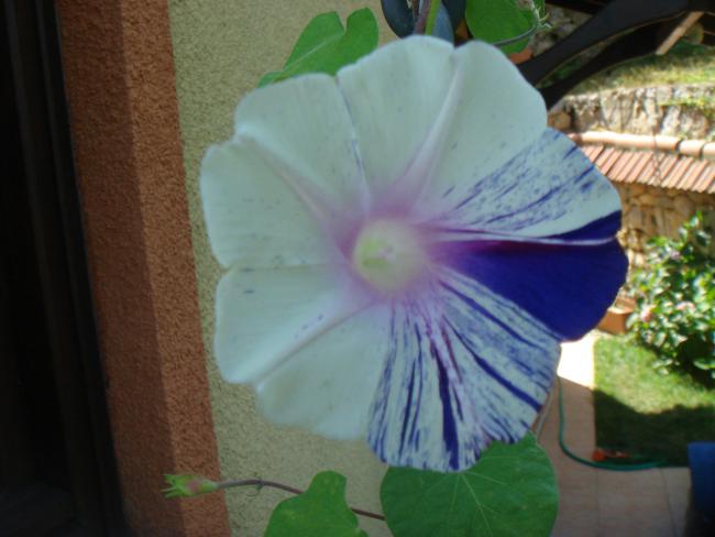 Name:  Sabah Sefas 9.jpg
Views: 875
Size:  36.3 KB