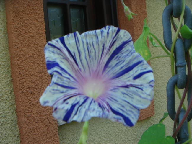 Name:  Sabah Sefas 7.jpg
Views: 894
Size:  49.4 KB