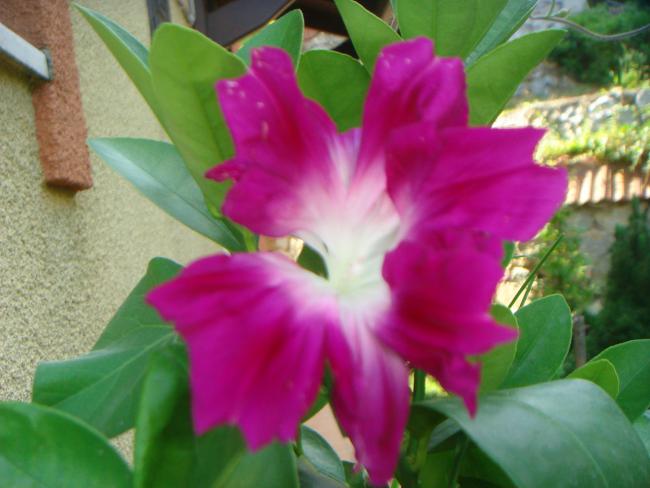 Name:  Akahigezaki Hige Japon Morning Glory 2.jpg
Views: 907
Size:  39.4 KB