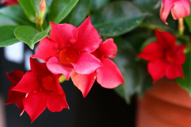 Name:  Mandevilla 9.jpg
Views: 1594
Size:  27.0 KB