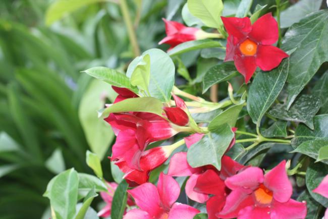 Name:  Mandevilla 8.jpg
Views: 1040
Size:  42.7 KB