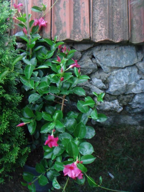 Name:  Mandevilla 5.jpg
Views: 1053
Size:  74.2 KB