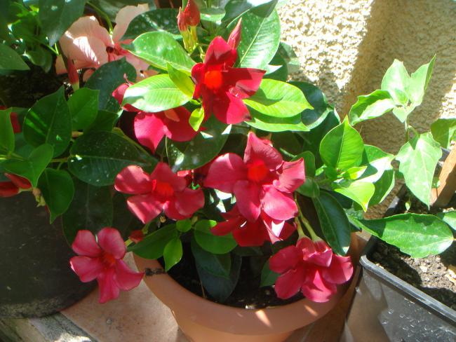 Name:  Mandevilla 3.jpg
Views: 2448
Size:  60.4 KB