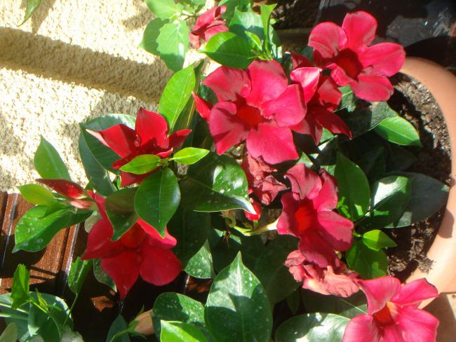 Name:  Mandevilla 2.jpg
Views: 1209
Size:  63.5 KB