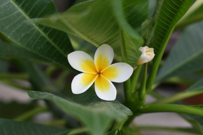 Name:  Plumeria 11.jpg
Views: 916
Size:  25.9 KB