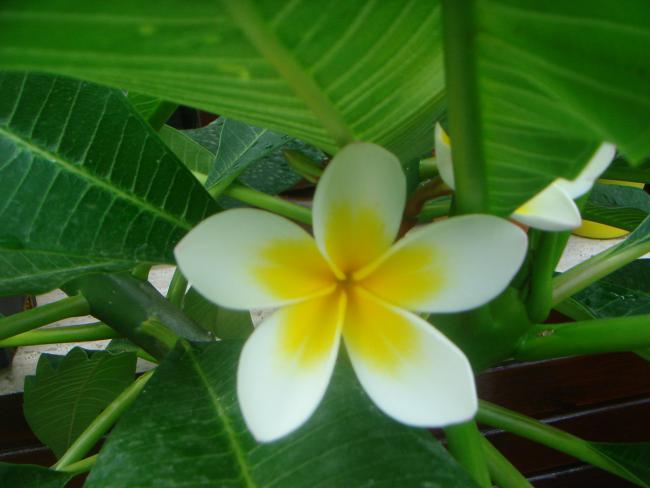 Name:  Plumeria 9.jpg
Views: 896
Size:  33.2 KB